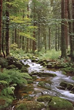 Bosque Verde, foto de naturaleza.