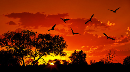 Atardecer con Garzas en África