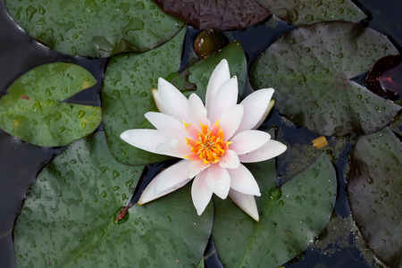 Nenúfar Blossom