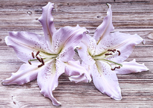 Arreglo Lilium color Violeta
