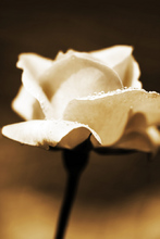 Rosa Blanca Decoración Sepia.